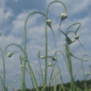 Meet your Posher, Elly